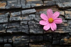 Pink Flower with Dew on Weathered Wood Nature and Serenity Theme for Print and Design photo