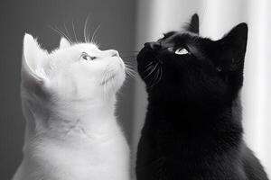Black and White Cats Gazing Upward in Unity photo