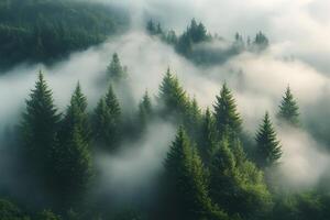 Enchanting Forest Landscape with Mist and Evergreen Trees for Nature Prints photo