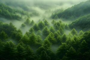 Mystical Emerald Forest with Lush Green Pine Trees and Enveloping Mist photo