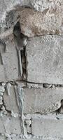 Rustic Concrete Wall with Textural Variations photo