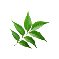 Top view of neem leaf on transparent background png