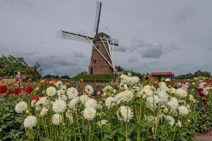 A windmill with flowers in front of it photo