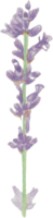 Lavender in Full Blossom that was drawn and painted by hand in watercolor fine art png