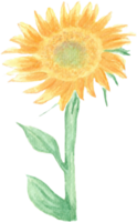 Sunflower with Two Leaves that was drawn and painted by hand in watercolor fine art png