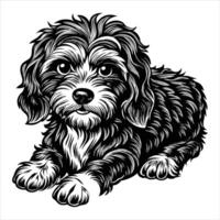 Cavapoo lying down vector