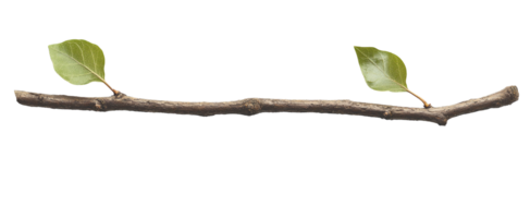 Rustic Branch with Two Leaves png