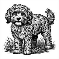 Cavapoo standing grassy vector