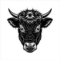 British White Cattle face. vector