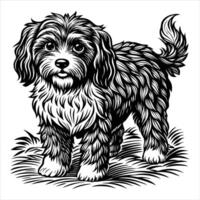 Cavapoo standing grassy field vector