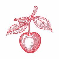 Two cherries with one leaf Cherry line icon outline glyph linear pictogram isolated on white vector