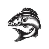 European Seabass Fish Visual Art vector