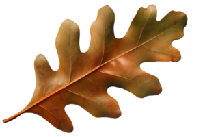 autumn oak leaf on transparent background png