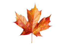 l'automne érable feuille sur transparent Contexte png
