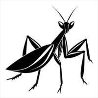 praying mantis isolated on white background vector