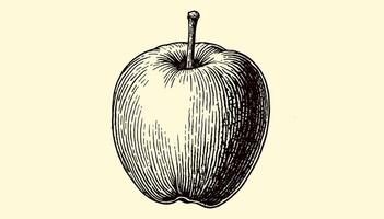 Classic apple engraving in vintage black and white artistic design vector