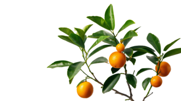 A branch of orange fruit with leaves on it png
