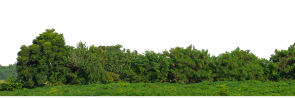 Green trees isolated are forest on transparent background with clipping path and alpha channel, high resolution. png