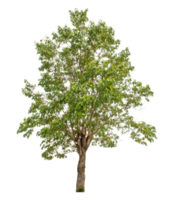 Tree isolated on transparent background, high resolution. png