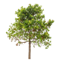 Green tree isolated on transparent background with clipping path and alpha channel. png
