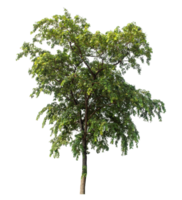 Isolated Single tree with clipping path and alpha channel on a transparent picture background. png