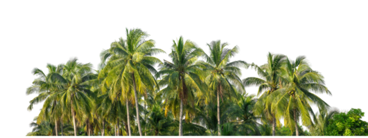 Coconut palm trees in summer on transparent background, high resolution. png