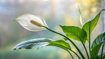 Beautiful white flower of Spathiphyllum on a green background photo