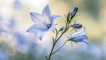 Campanula bellflowers on a blurred background, close-up photo