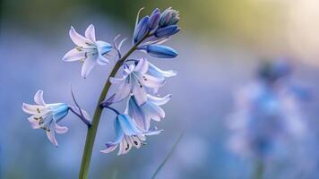 Bluebells in a meadow, selective focus, shallow DOF photo