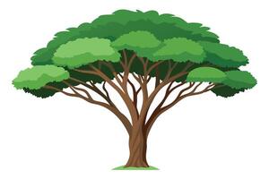 Big tree on a white background vector