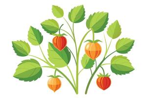 illustration with orange flower branches isolated on white background vector