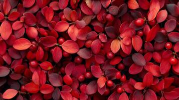 High-Quality Texture Background of Barberry Berries for Creative Projects and Design Use photo