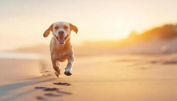 Energetic dog running on beach during sunset, capturing joy and freedom photo