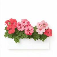 Vibrant geraniums in bold red and pink hues bloom beautifully in white planter, adding cheerful touch to any space photo