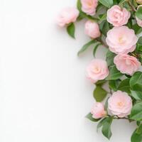 Delicate pink camellia flowers with lush green leaves create serene and vibrant atmosphere, perfect for nature lovers photo