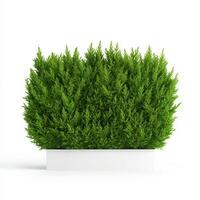 Thick privacy hedge of deep green thuja trees in modern planter photo