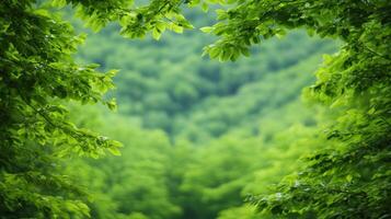 Lush green forest with vibrant foliage creating serene atmosphere photo