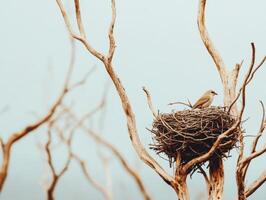Empty bird nests on barren trees symbolize climate change impacts, evoking sense of loss and vulnerability in nature photo