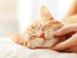 relaxed orange cat enjoys gentle petting, showcasing its peaceful expression photo