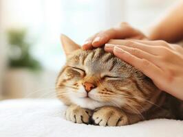 Relaxing cat with gentle hands, enjoying soothing moment of affection photo