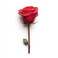 single red rose in full bloom, adorned with droplets of water, symbolizes love and beauty photo