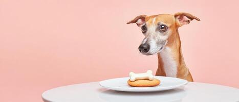 regal greyhound sitting at minimalist table with treat photo