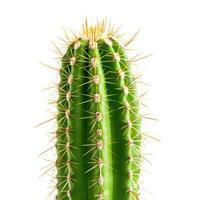 close up view of green cactus with intricate spines and textures, showcasing its unique beauty and resilience photo