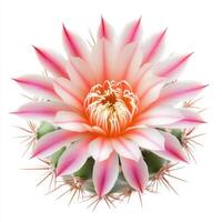 vibrant cactus flower in full bloom, showcasing delicate pink and white petals, surrounded by green spines photo