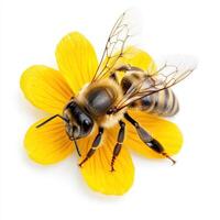 honeybee on vibrant yellow flower petal, showcasing intricate details and nature beauty photo
