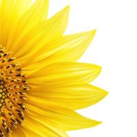 vibrant sunflower petal close up showcasing its intricate details and bright yellow color, radiating warmth and beauty photo