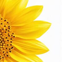 Bright yellow sunflower petals with intricate details and textures photo