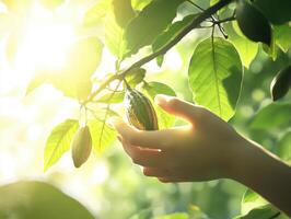 Close up of hands picking cocoa pods from tree, sunlight shining photo