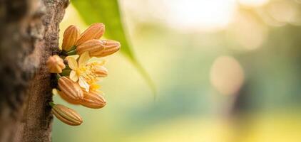 Close up of cocoa flowers blooming on tree with soft sunlight photo