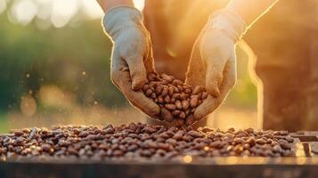 Harvesting cocoa beans with gloved hands in warm sunlight, showcasing rich texture and earthy tones of beans photo
